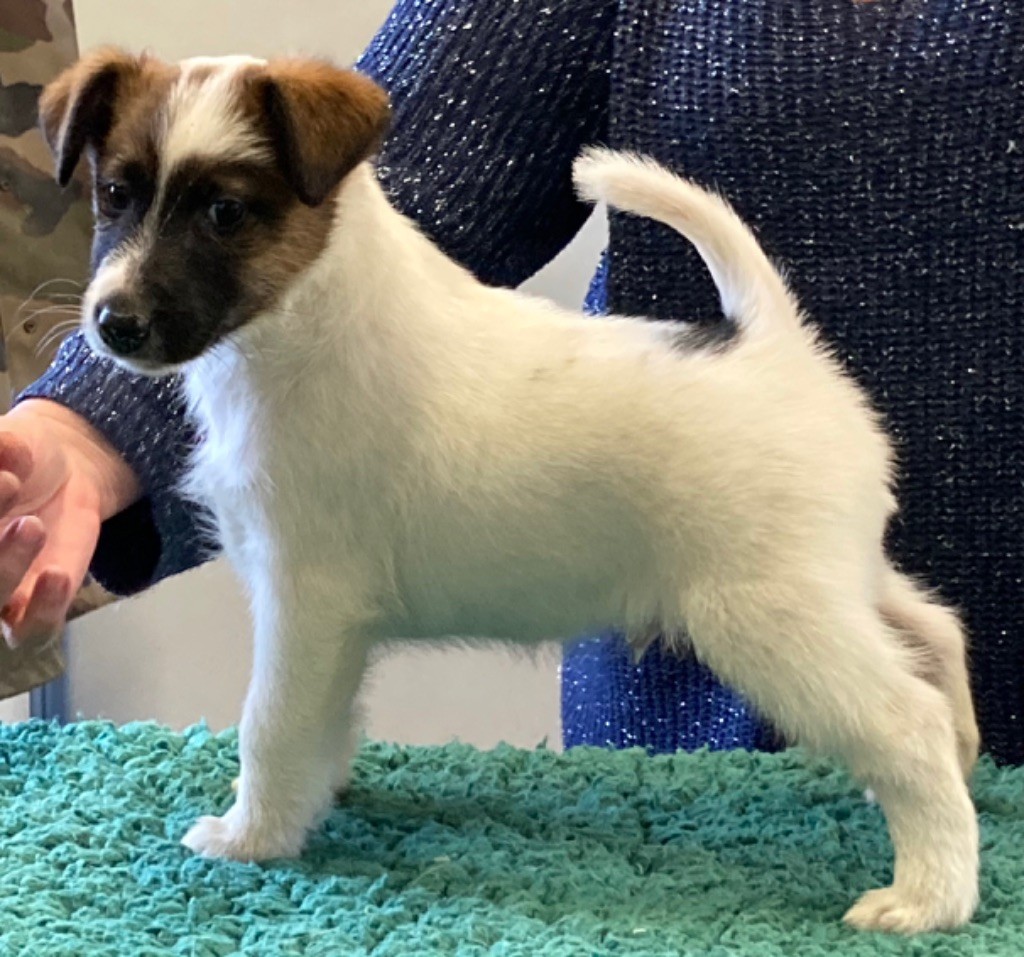 Chiot Fox Terrier Poil lisse du Manoir Saint Adrien