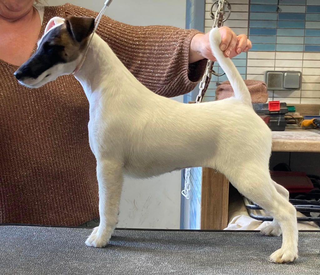 Chiot Fox Terrier Poil lisse du Manoir Saint Adrien