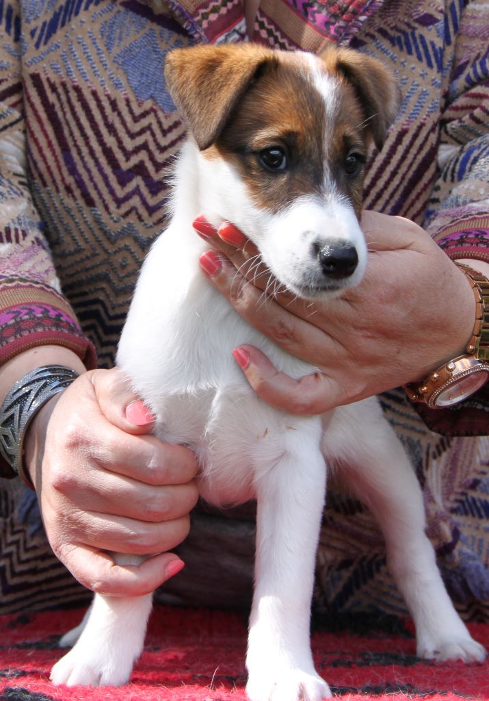 Chiot Fox Terrier Poil lisse du Manoir Saint Adrien