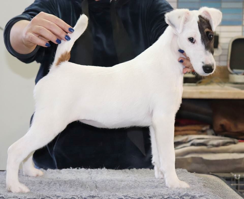 du Manoir Saint Adrien - Fox Terrier Poil lisse - Portée née le 31/08/2017