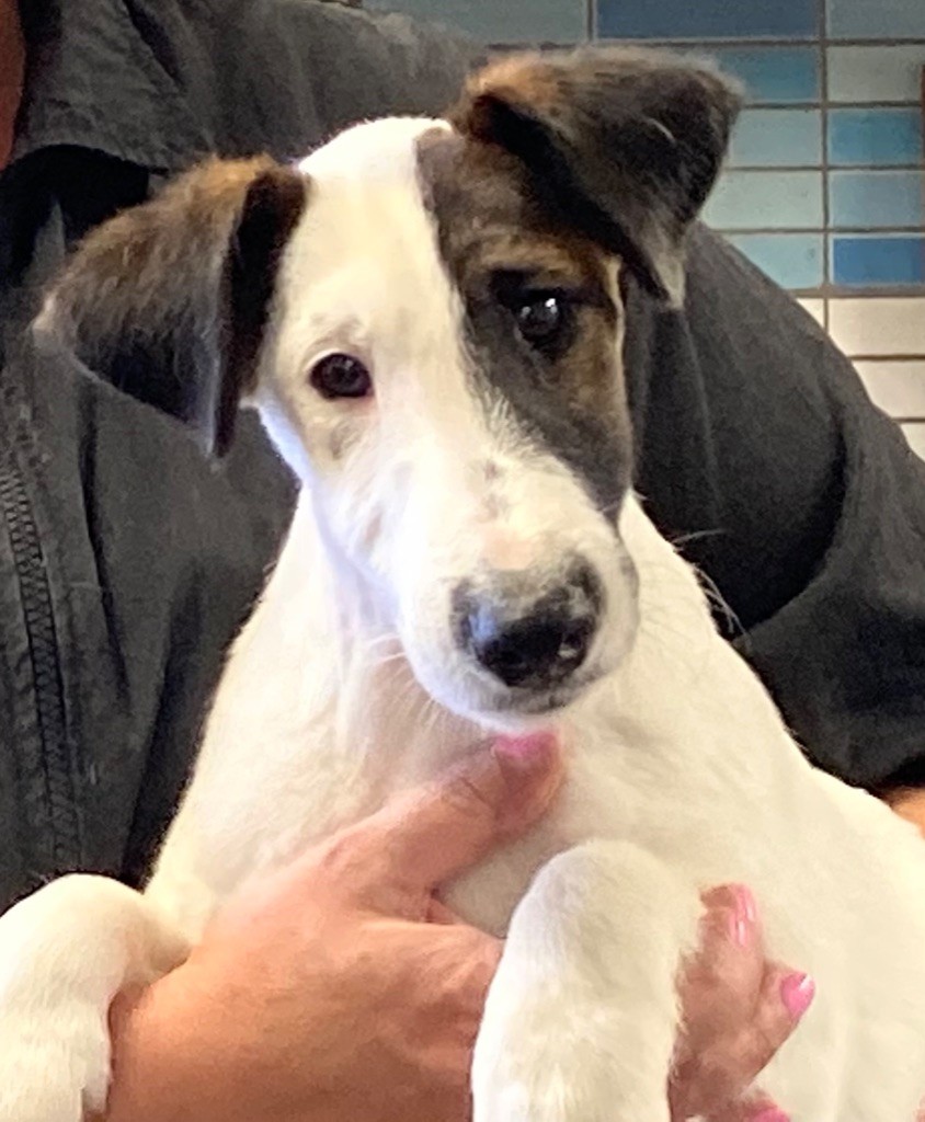 Chiot Fox Terrier Poil lisse du Manoir Saint Adrien