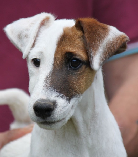 Chiot Fox Terrier Poil lisse du Manoir Saint Adrien