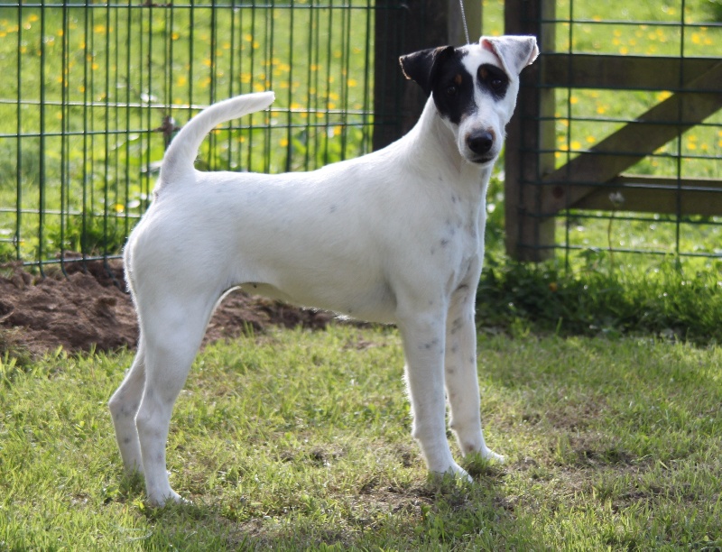 du Manoir Saint Adrien - Fox Terrier Poil lisse - Portée née le 19/12/2011