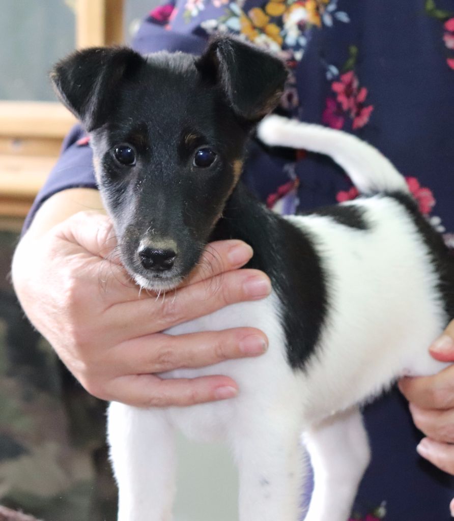 du Manoir Saint Adrien - Fox Terrier Poil lisse - Portée née le 19/07/2017