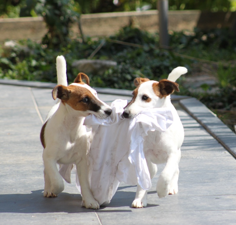 Chiot Fox Terrier Poil lisse du Manoir Saint Adrien