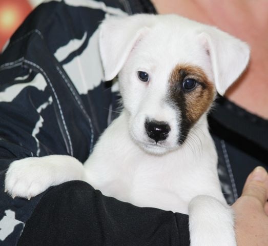 Chiot Fox Terrier Poil lisse du Manoir Saint Adrien