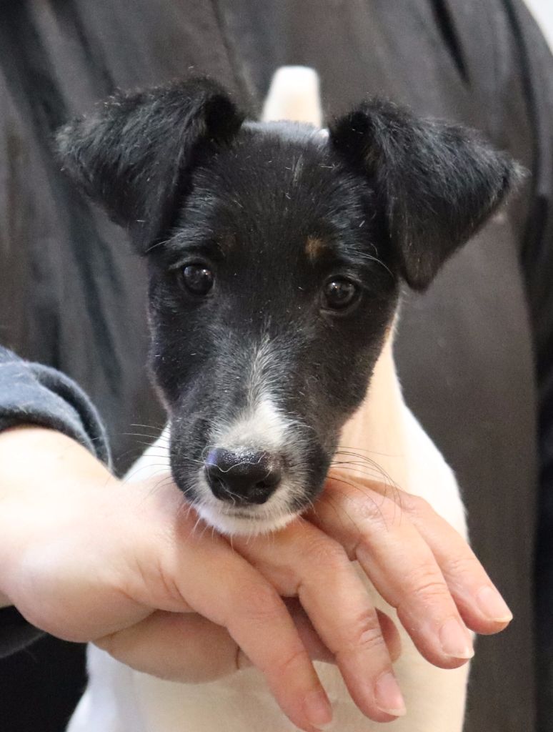 du Manoir Saint Adrien - Fox Terrier Poil lisse - Portée née le 04/09/2017