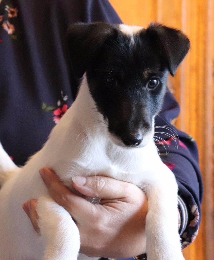 Chiot Fox Terrier Poil lisse du Manoir Saint Adrien