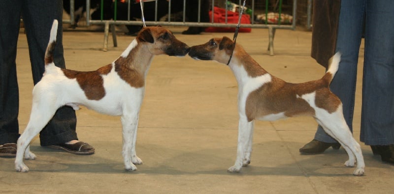 du Manoir Saint Adrien - Fox Terrier Poil lisse - Portée née le 09/08/2009