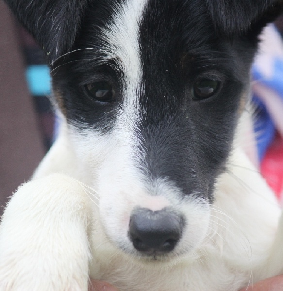 du Manoir Saint Adrien - Fox Terrier Poil lisse - Portée née le 21/04/2012