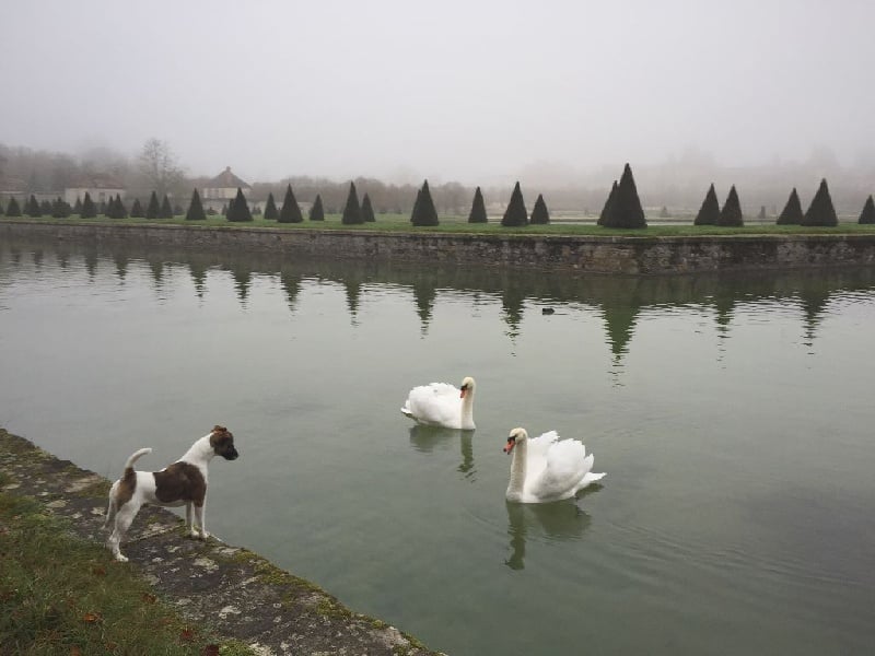 du Manoir Saint Adrien - Fox Terrier Poil lisse - Portée née le 29/03/2016