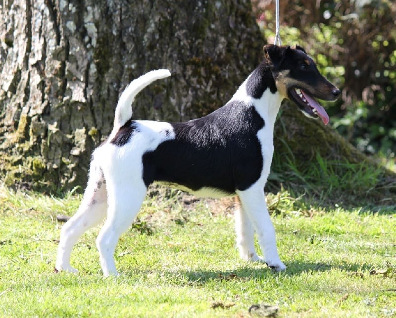 Chiot Fox Terrier Poil lisse du Manoir Saint Adrien