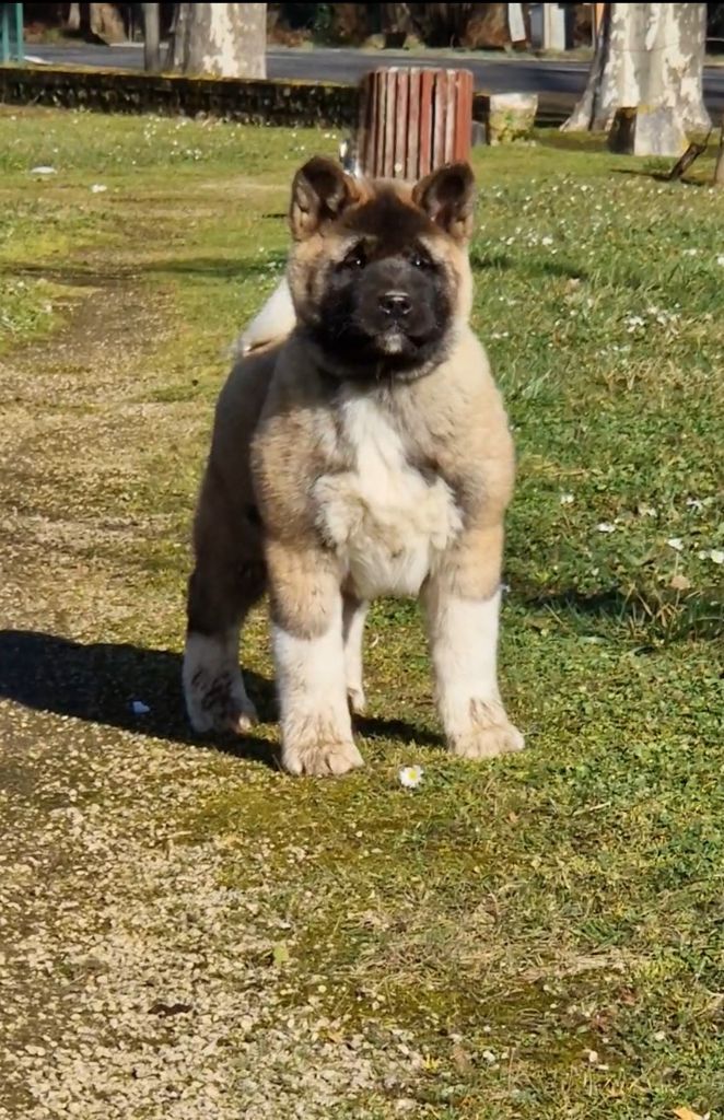 de Milantosa - Chiots disponibles - Akita americain