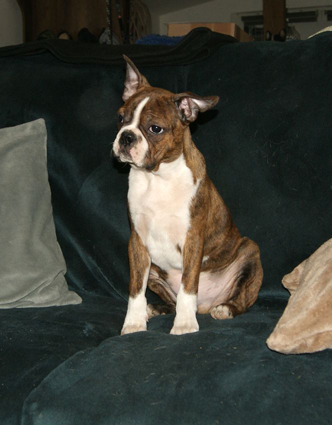 de Milantosa - Chiots disponibles - Boston Terrier