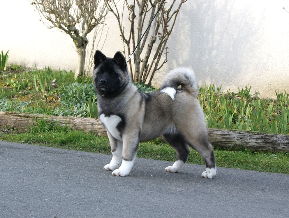 de Milantosa - Chiots disponibles - Akita americain