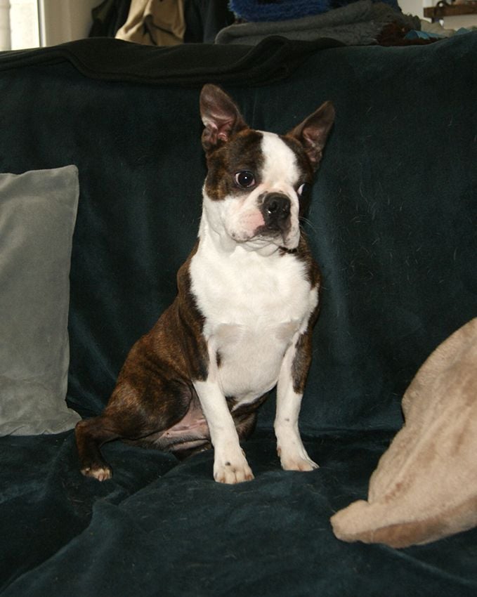 de Milantosa - Chiots disponibles - Boston Terrier