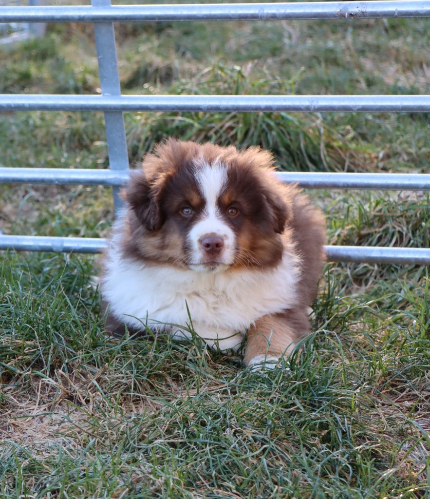 du Domaine de la Pachamama - Chiots disponibles - Berger Américain Miniature 