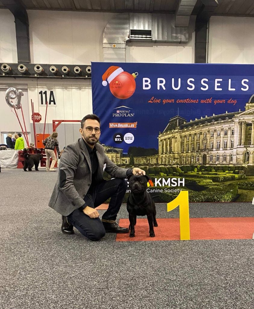 Une 1ère place pour Conor au 124 ème BRUSSELS DOG SHOW