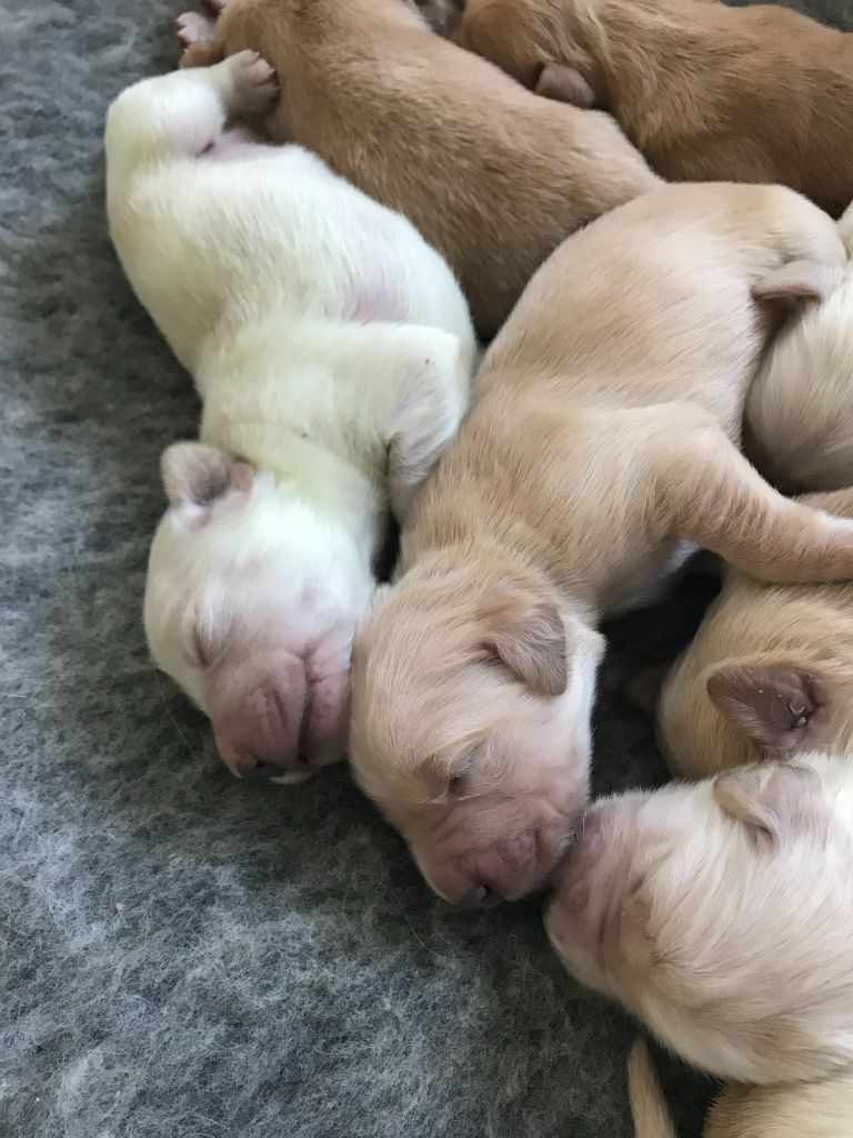 Chiot Golden Retriever Des Rêves D'Ibiza