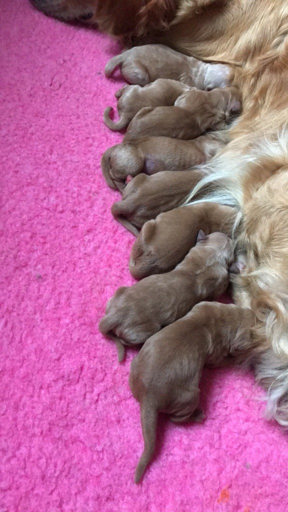 Chiot Golden Retriever Des Rêves D'Ibiza