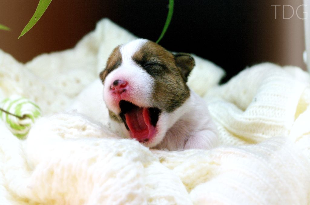 2 portées à Venir ! Réserver votre chiot - Naissance prévu début mai