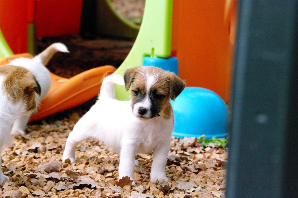 des Terres Du Gali - Chiots disponibles - Jack Russell Terrier