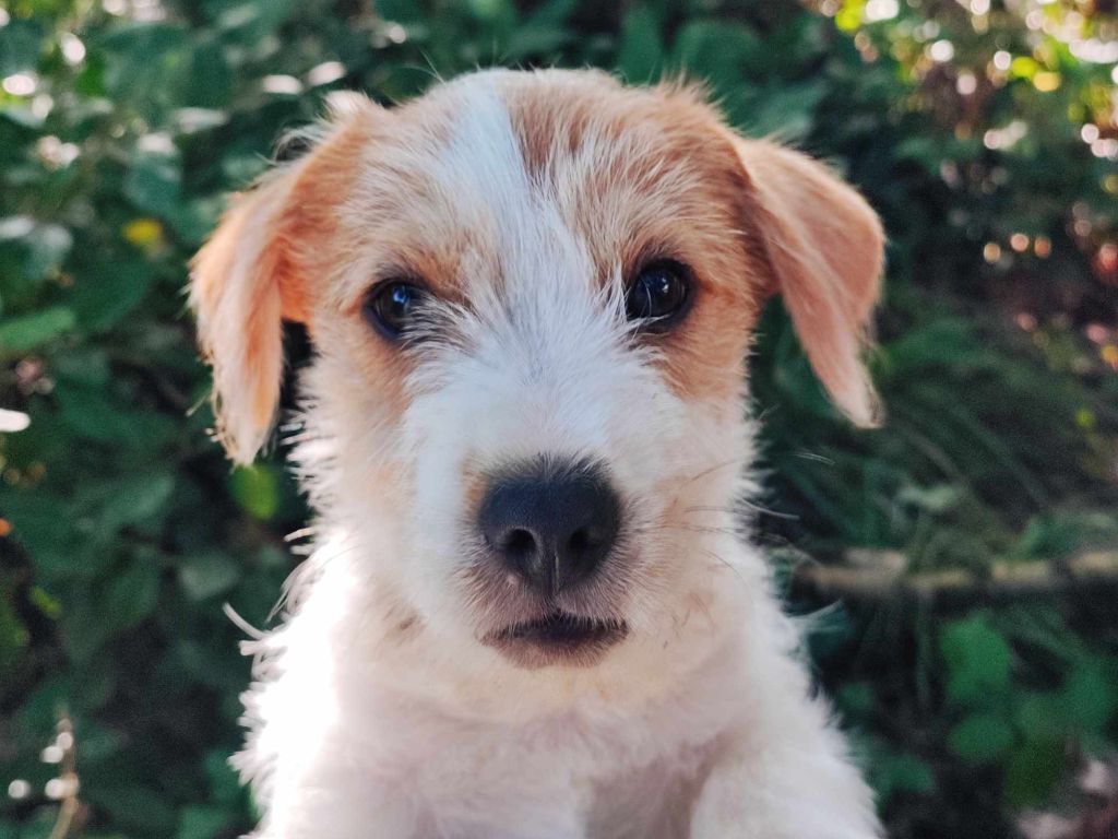 des Terres Du Gali - Chiots disponibles - Jack Russell Terrier