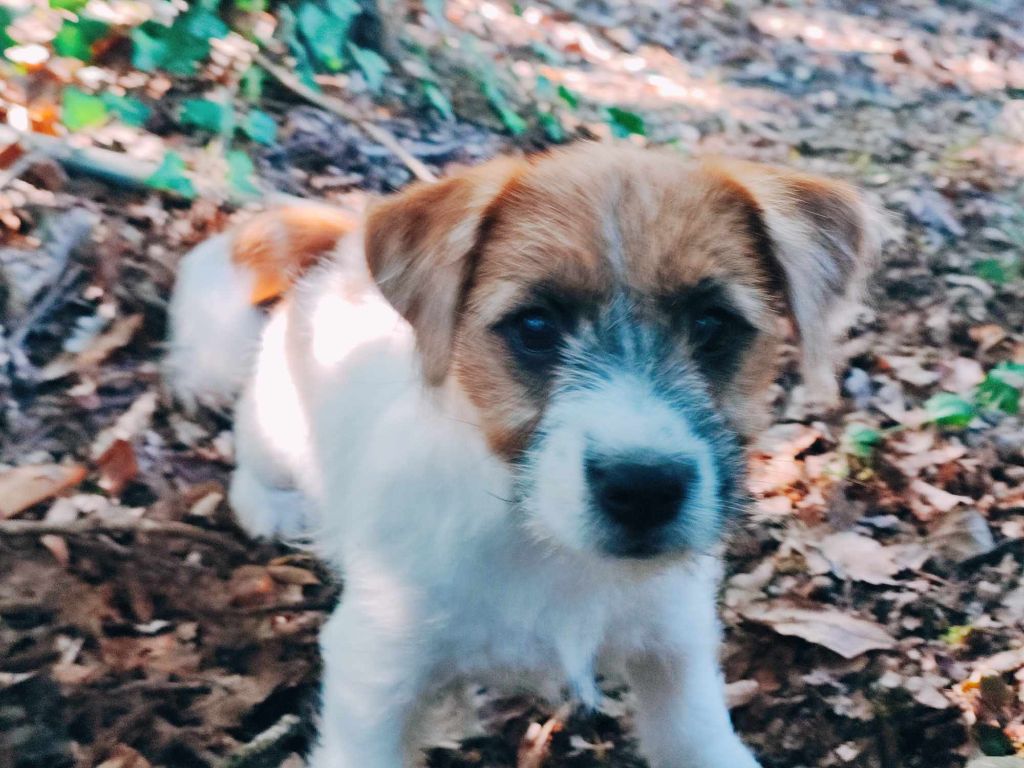 des Terres Du Gali - Chiots disponibles - Jack Russell Terrier