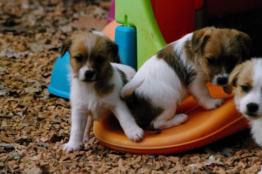 des Terres Du Gali - Chiots disponibles - Jack Russell Terrier