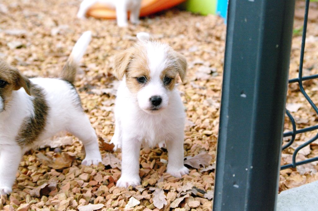 des Terres Du Gali - Chiots disponibles - Jack Russell Terrier