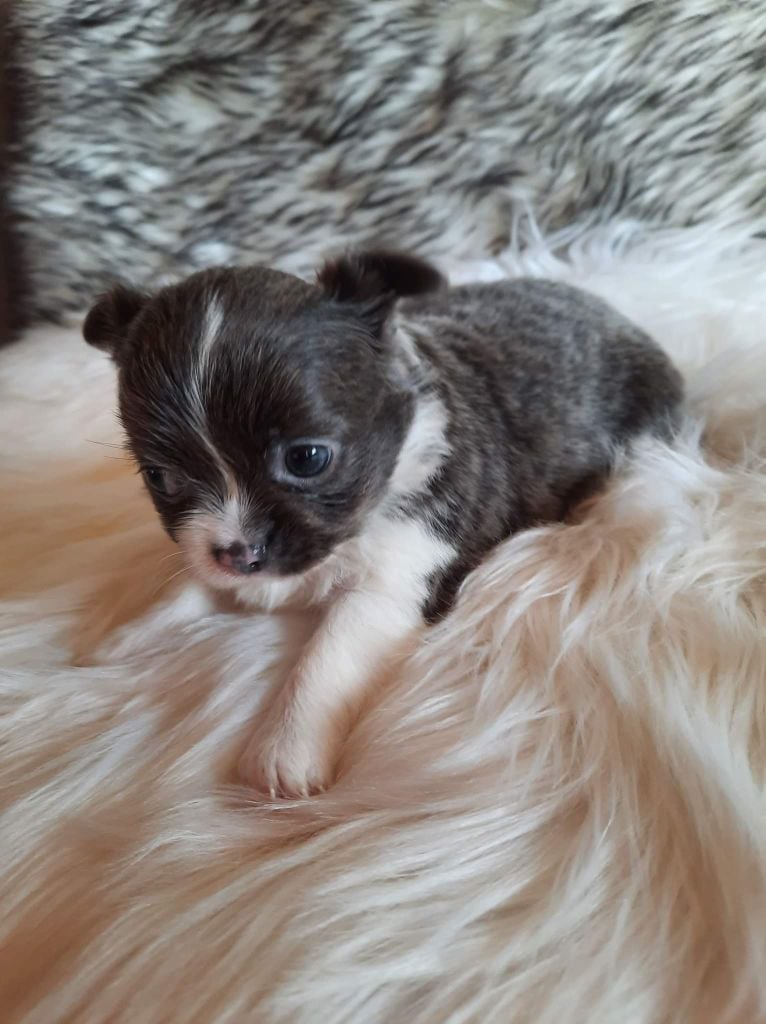 Isabelle Billon - Chiots disponibles - Chihuahua