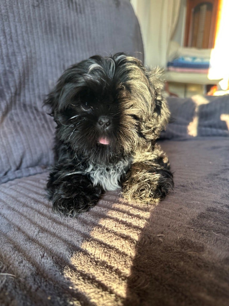 des Ours Tibétains - Shih Tzu - Portée née le 19/12/2022