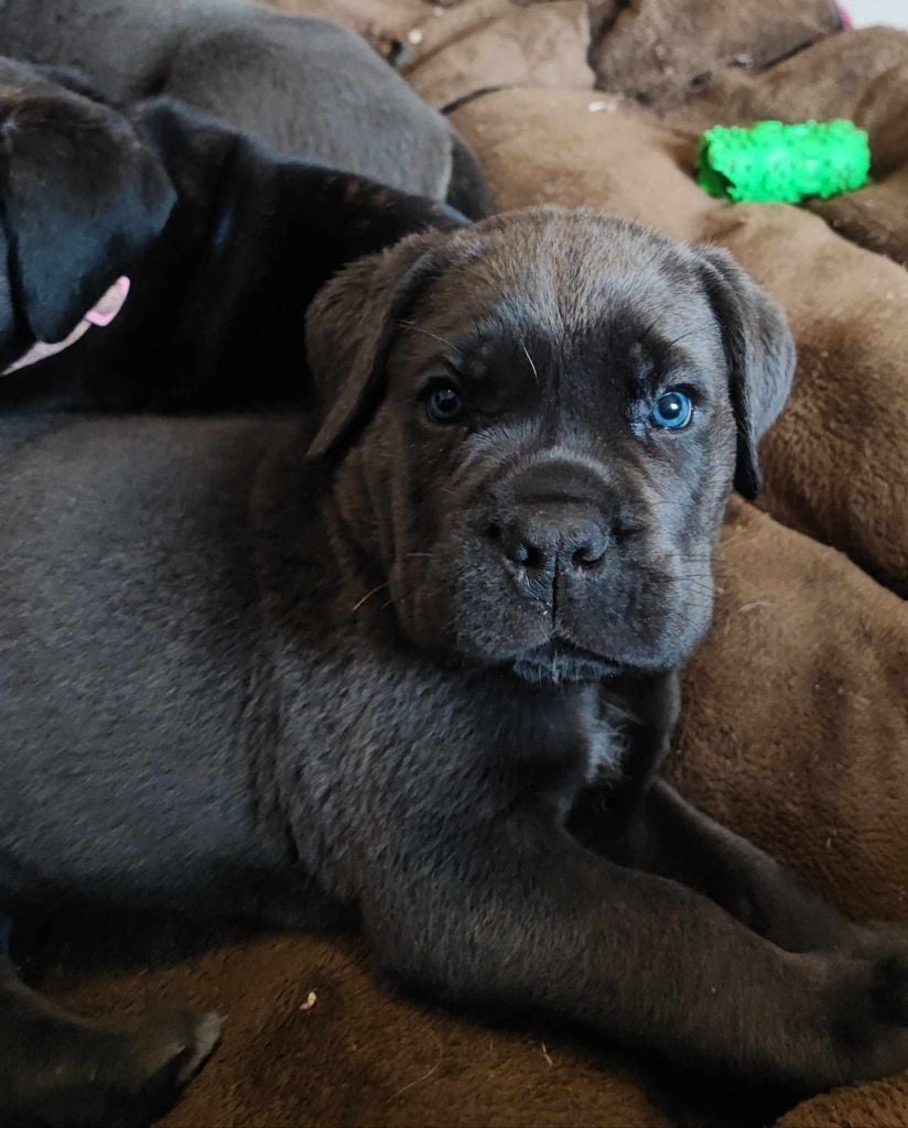 Chiots cane corso LOF de disponibles