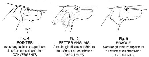 Des Chasseurs De Ganti - Les standards morphologique de la race 