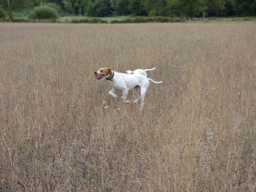 Des Chasseurs De Ganti - Comportement du pointer 