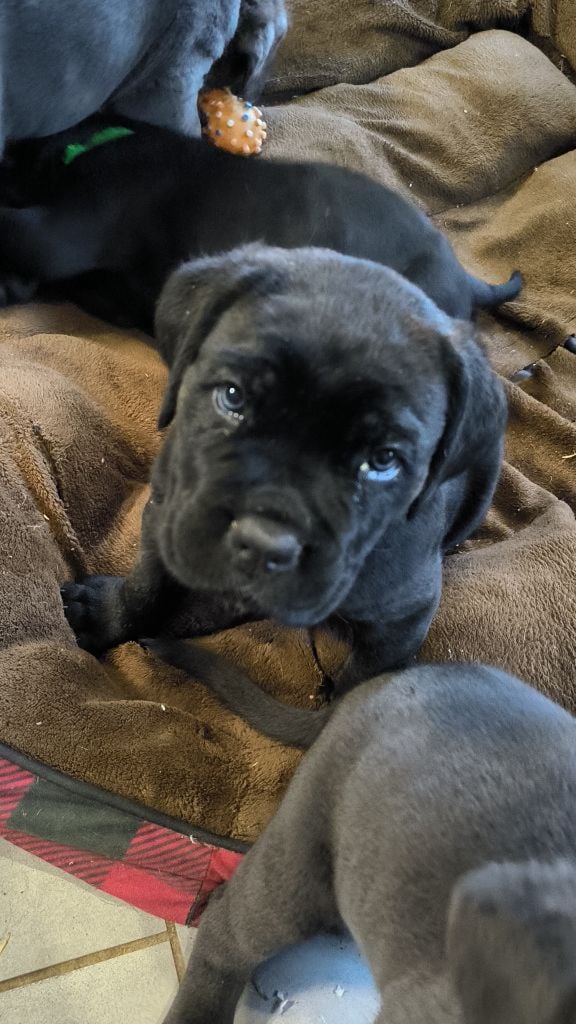 Des Chasseurs De Ganti - Chiots disponibles - Cane Corso