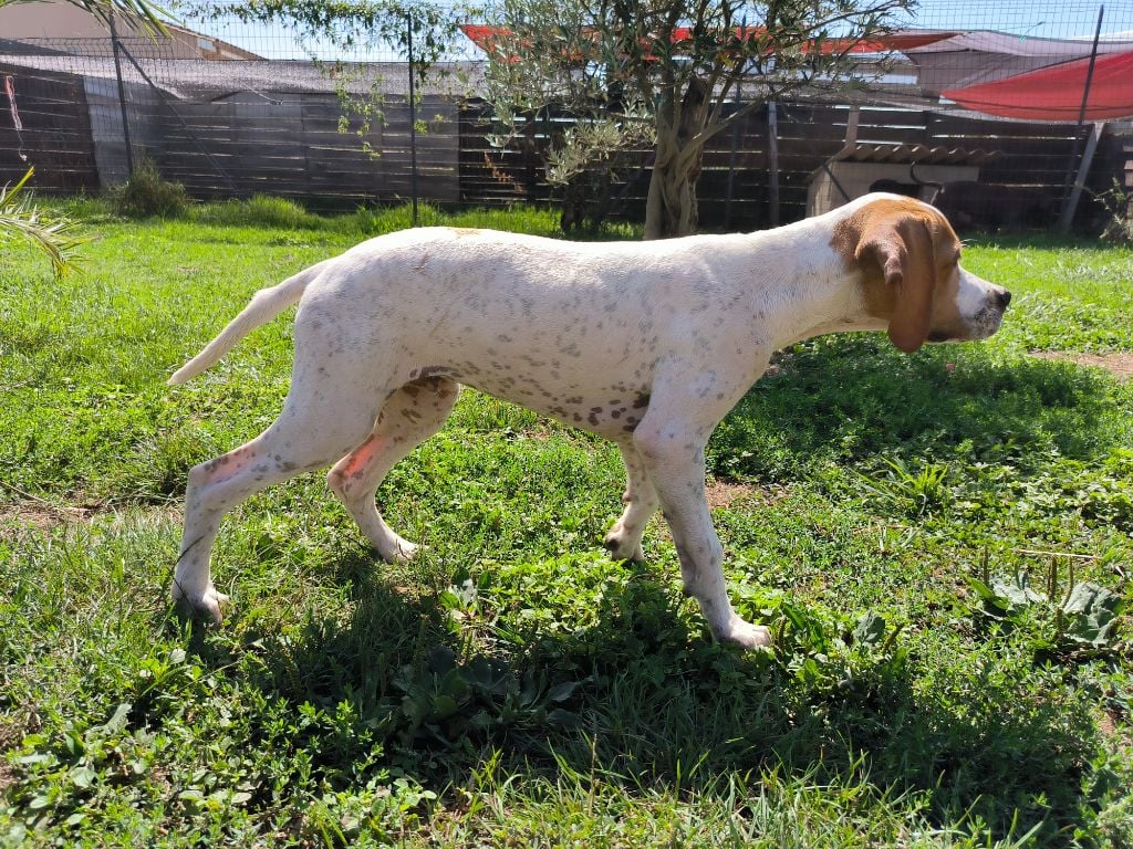 Chiot Pointer Des Chasseurs De Ganti