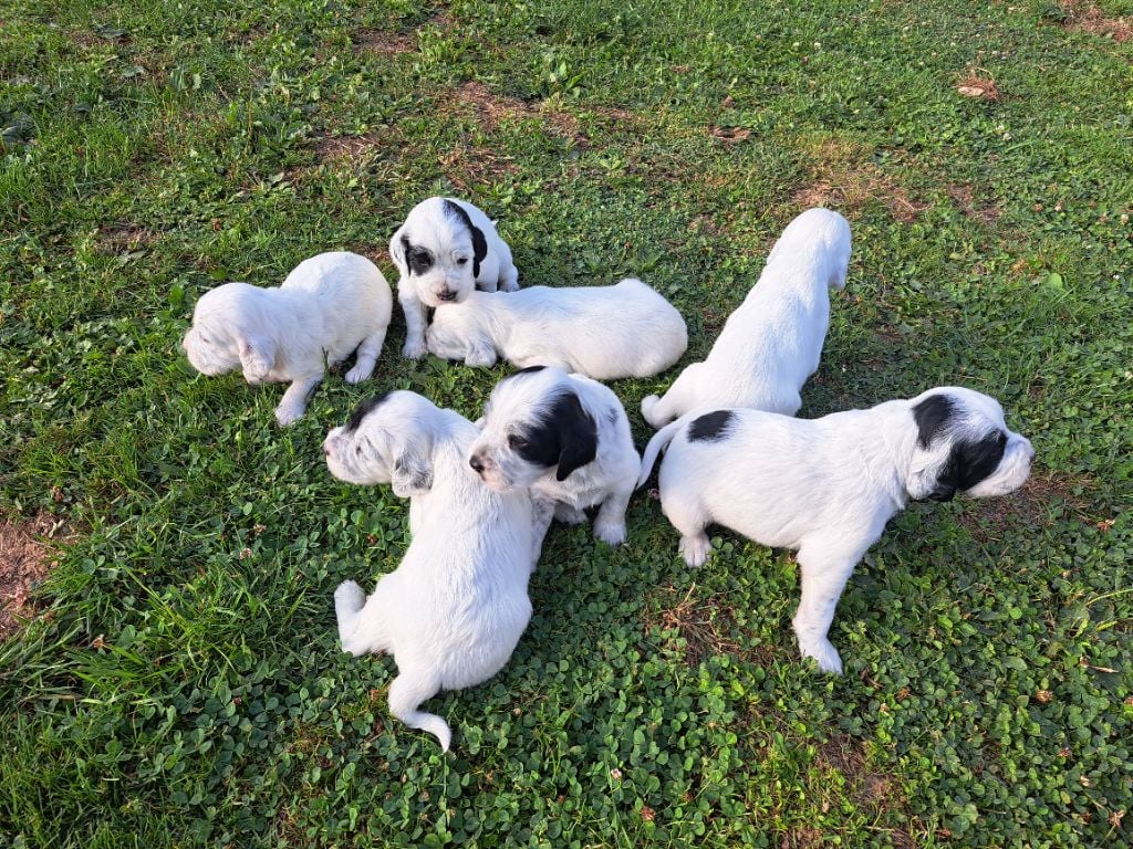 Chiots de naya et moustic