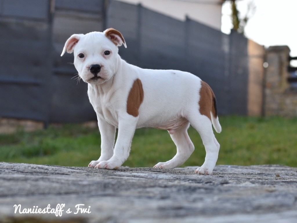 Naniiestaff’s Fwi - Chiots disponibles - Staffordshire Bull Terrier