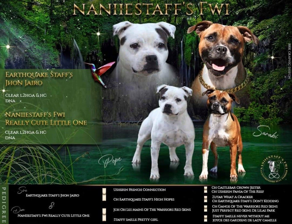 Naniiestaff’s Fwi - Staffordshire Bull Terrier - Portée née le 25/11/2022