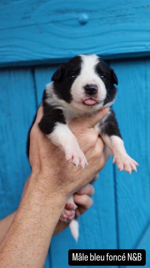 / FERME JEAN DES HOUX Lawrjaniec L - Border Collie - Portée née le 04/10/2024