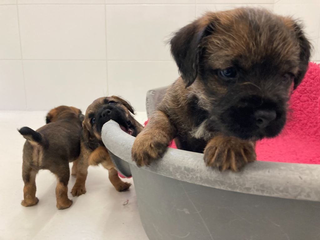 Lutra Bellatoria - Chiots disponibles - Border Terrier