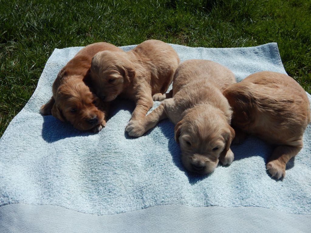 D'Aspe & D'Ossau - LES 4 MALES DE SPARROW ET ROCCO