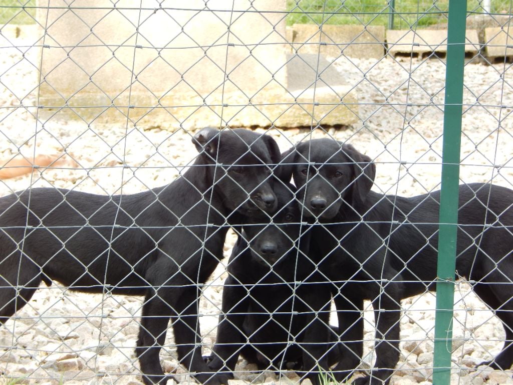 LABRADORS DISPONIBLES