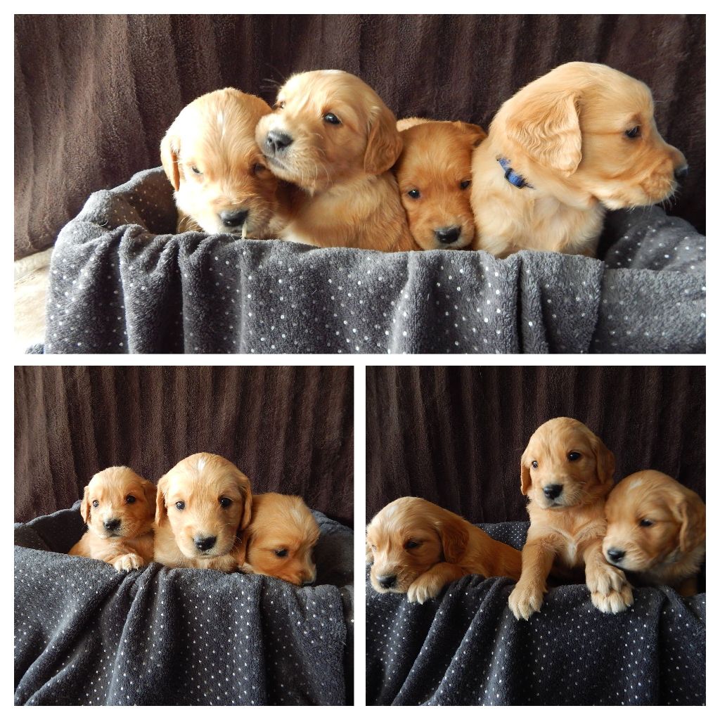 DES BB GOLDENS DISPONIBLE