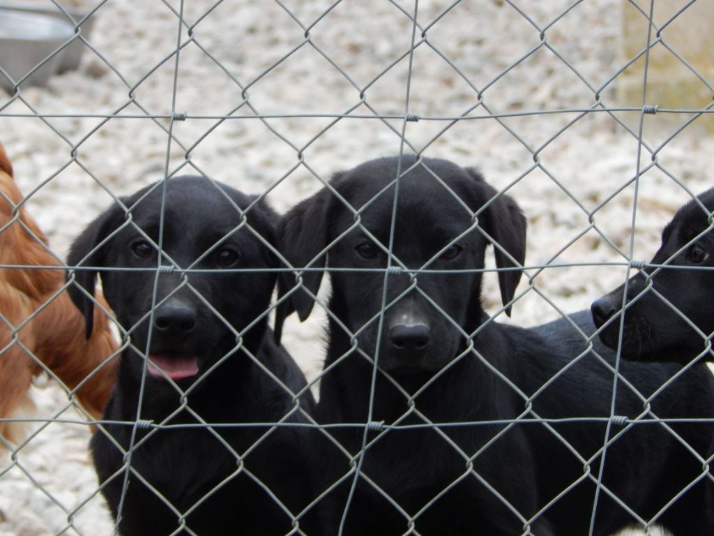 Chiot Labrador Retriever D'Aspe & D'Ossau