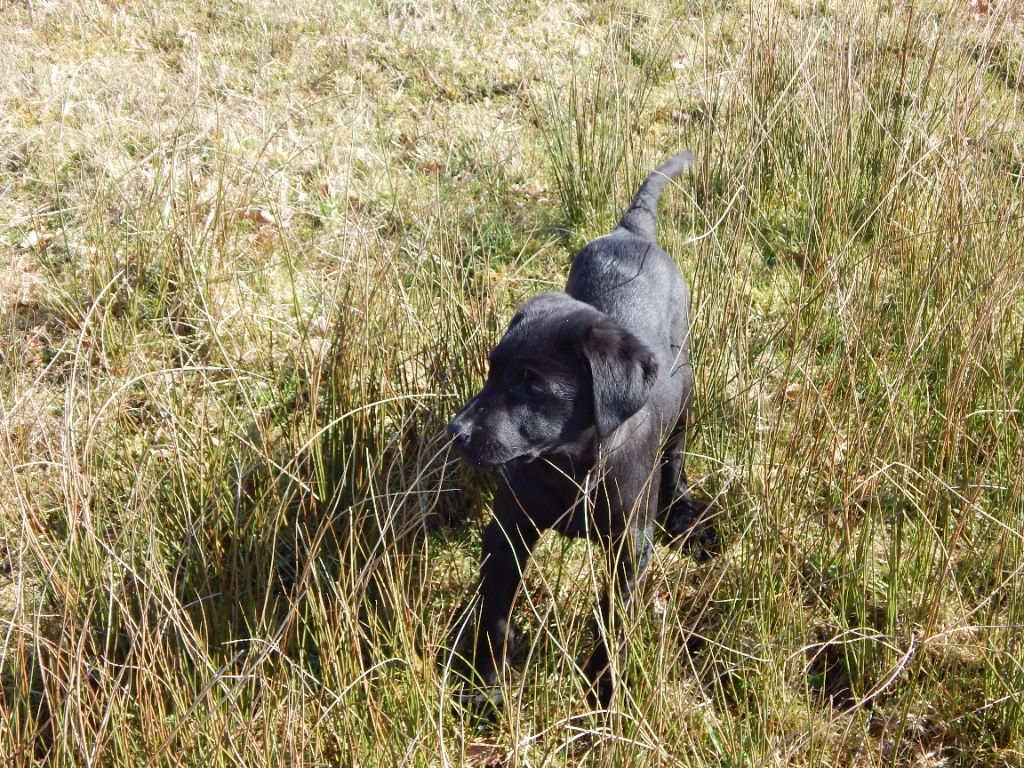 D'Aspe & D'Ossau - Chiots disponibles - Labrador Retriever