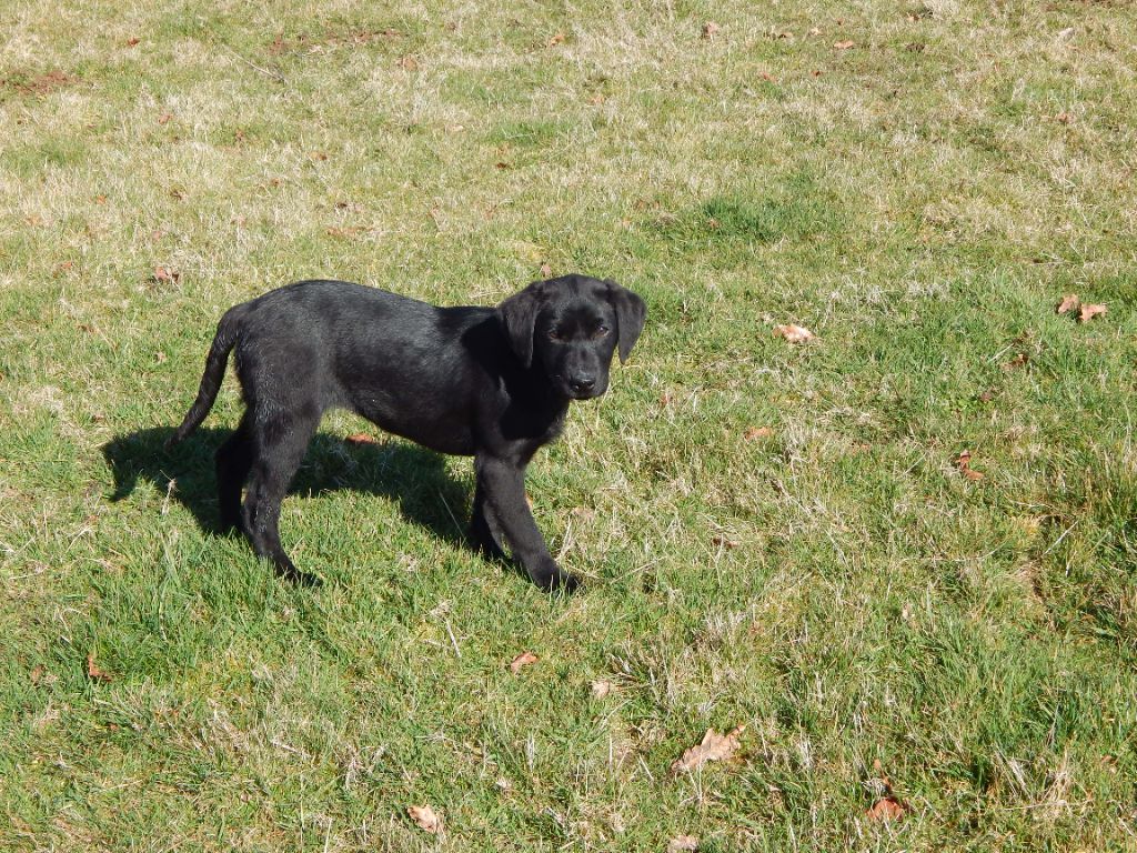 D'Aspe & D'Ossau - Chiots disponibles - Labrador Retriever