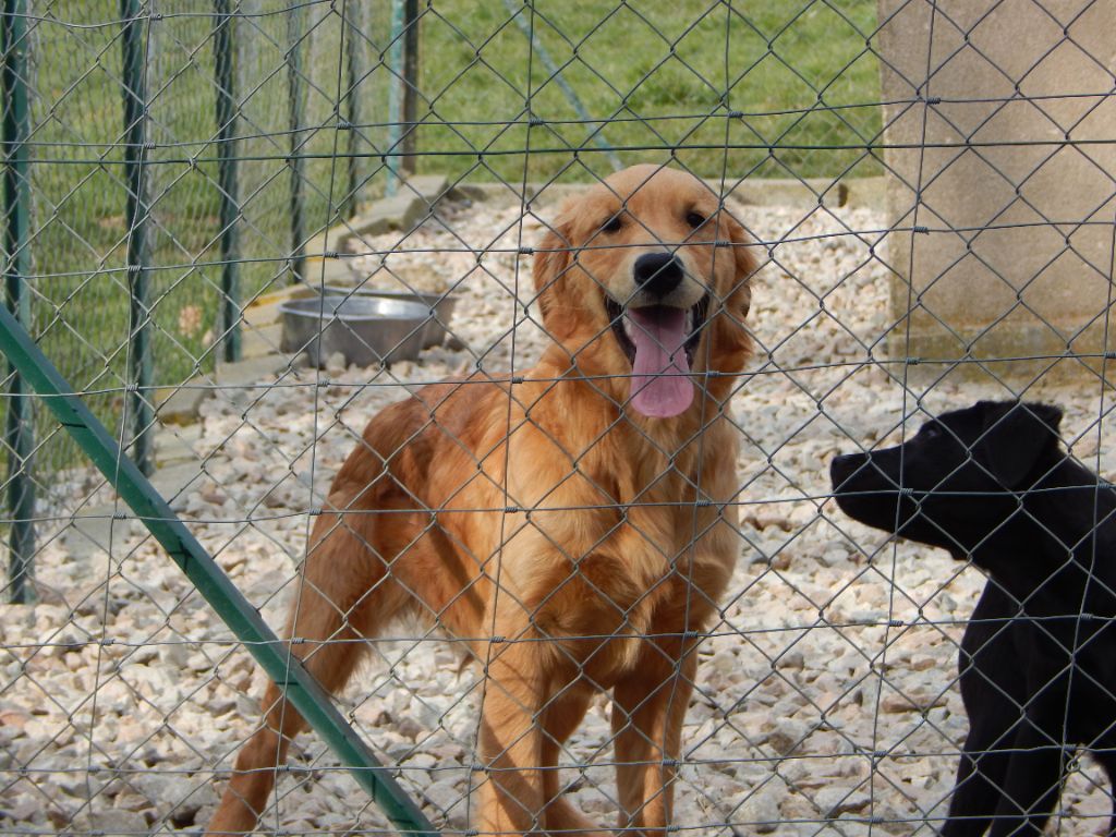 Chiot Golden Retriever D'Aspe & D'Ossau