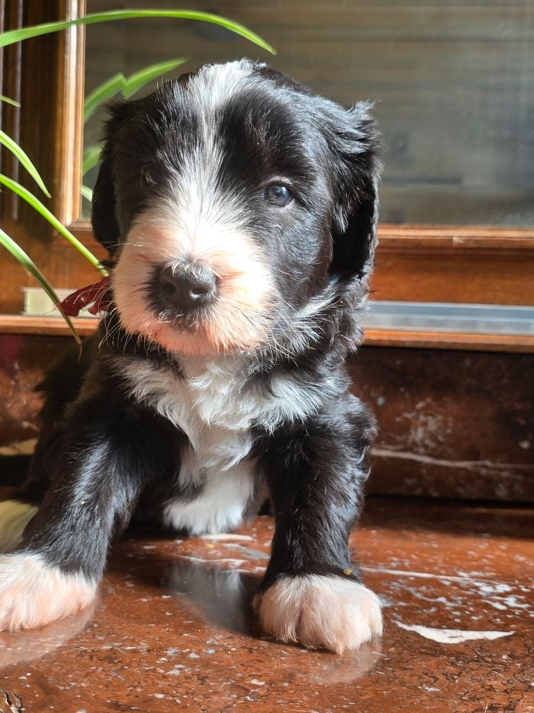 Des Compagnons Du Bonheur - Chiots disponibles - Bearded Collie